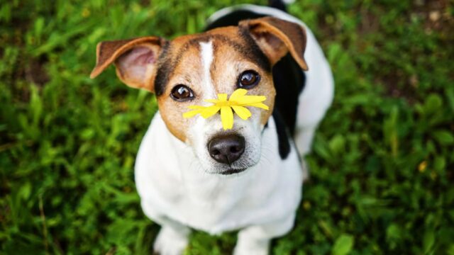 Quali sono le allergie primaverili del cane e come combatterle
