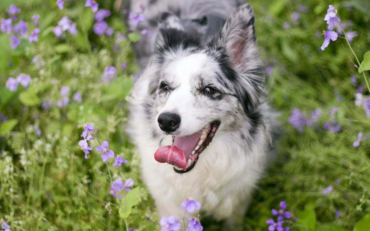 cane tra i fiori