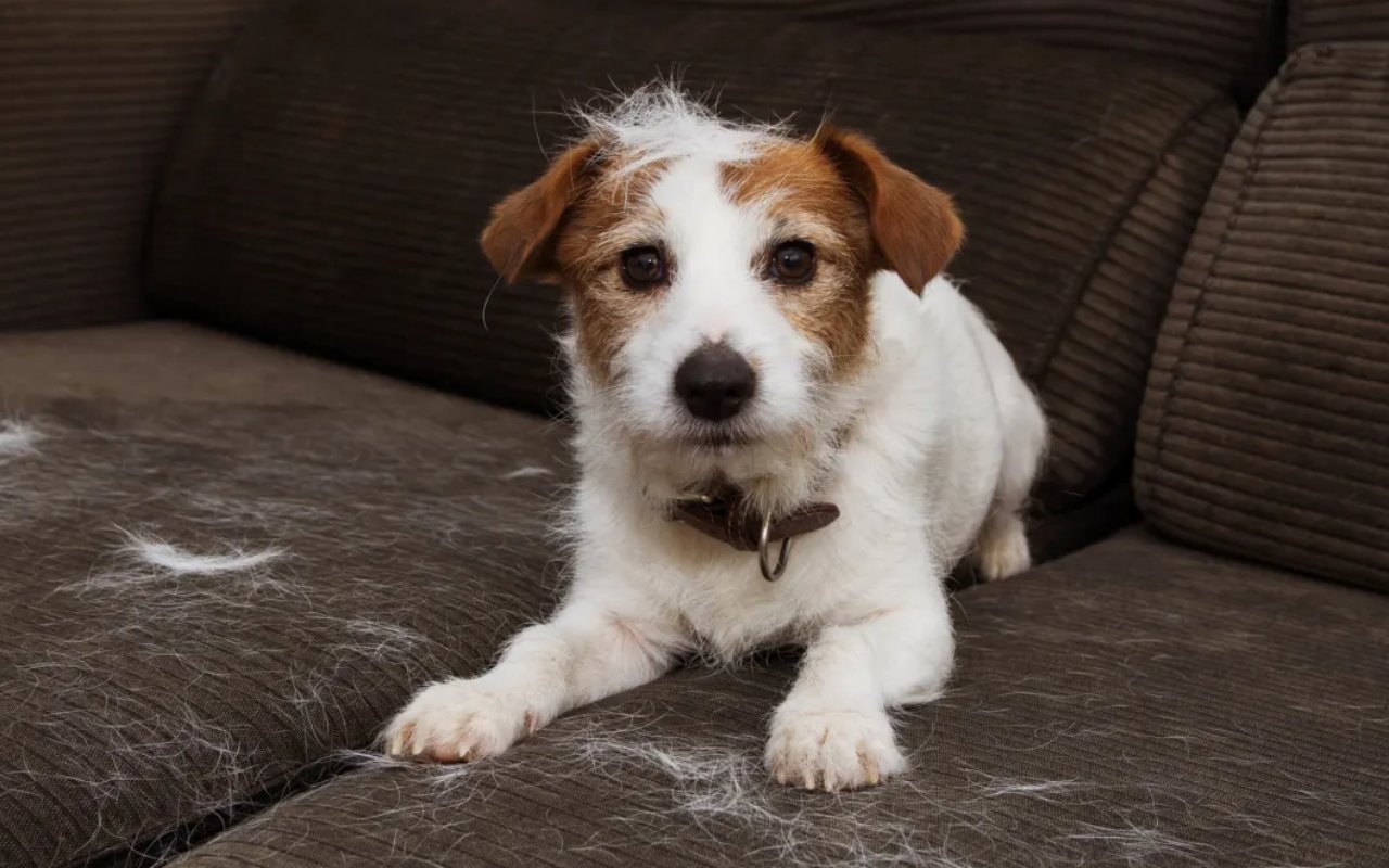 cane perde molto pelo