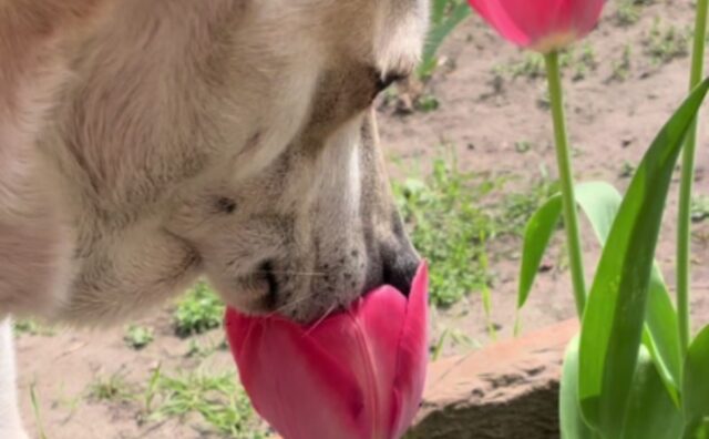 Sì, i cani apprezzano la bellezza del mondo: questo si ferma ad annusare i fiori ed è a dir poco estasiato (VIDEO)
