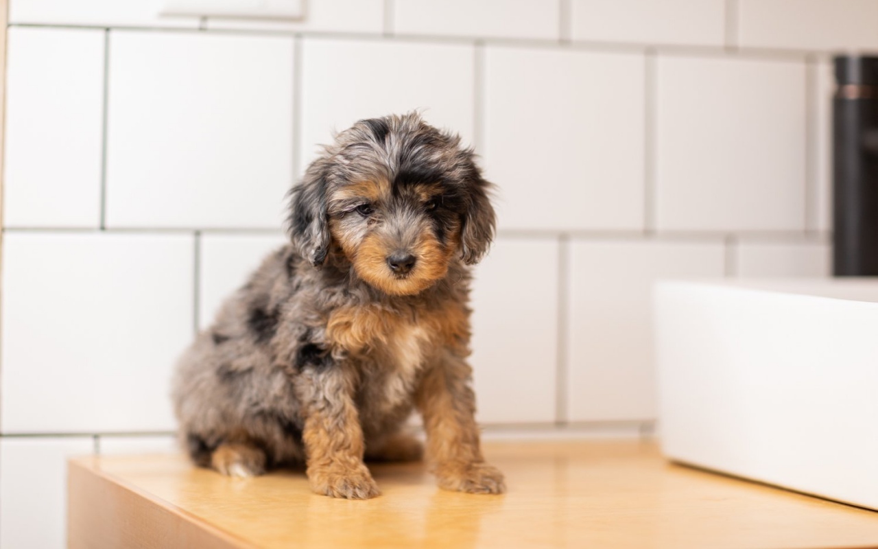 cucciolo di cane sul tavolo