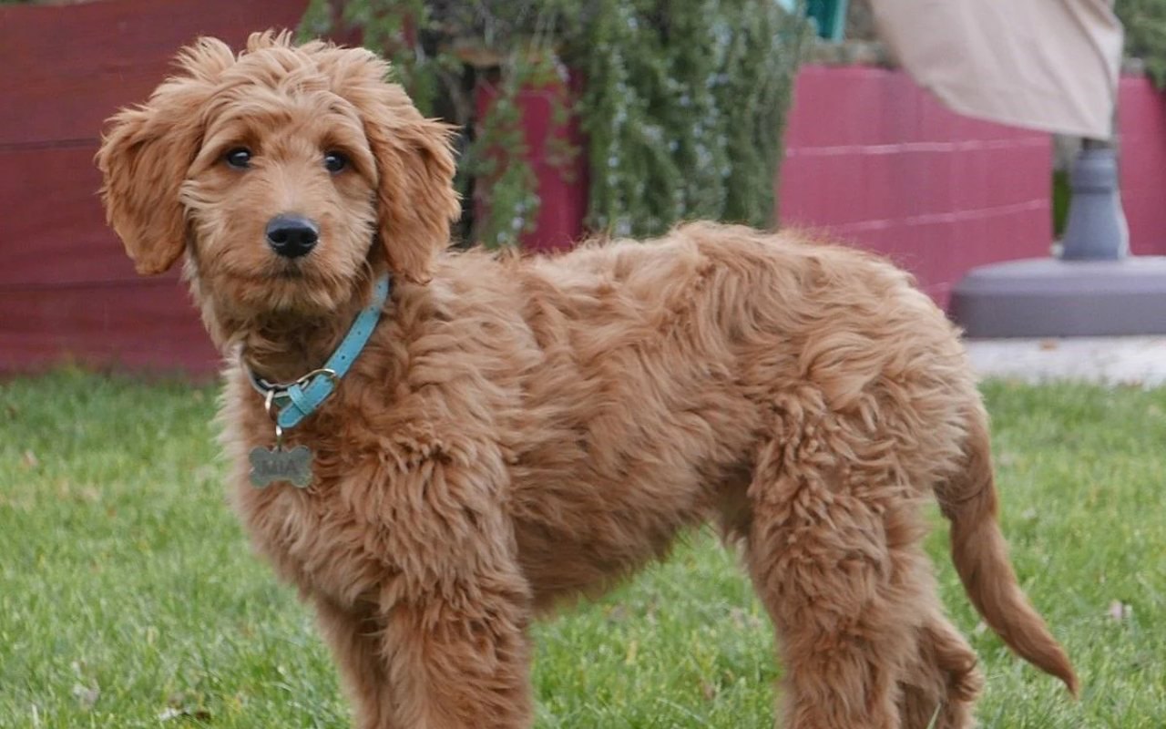 cane con il pelo marrone