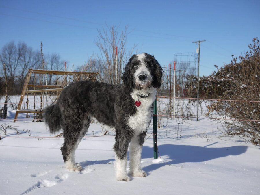 Aussiedoodle, alimentazione e indicazioni per farlo rimanere sempre in forma