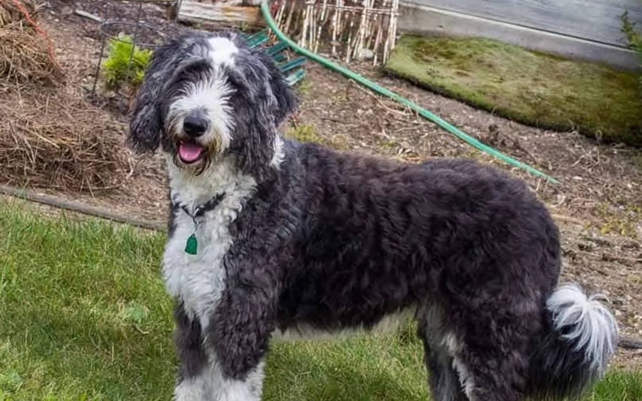 cane bianco e nero col pelo riccio