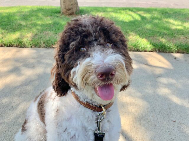 Aussiedoodle, carattere e indole: tutto sul comportamento di questo cane ibrido