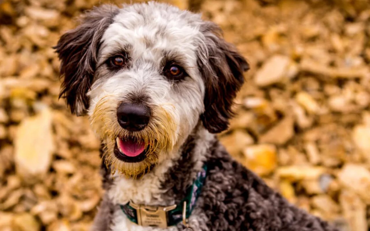 cane tra le foglie d'autunno