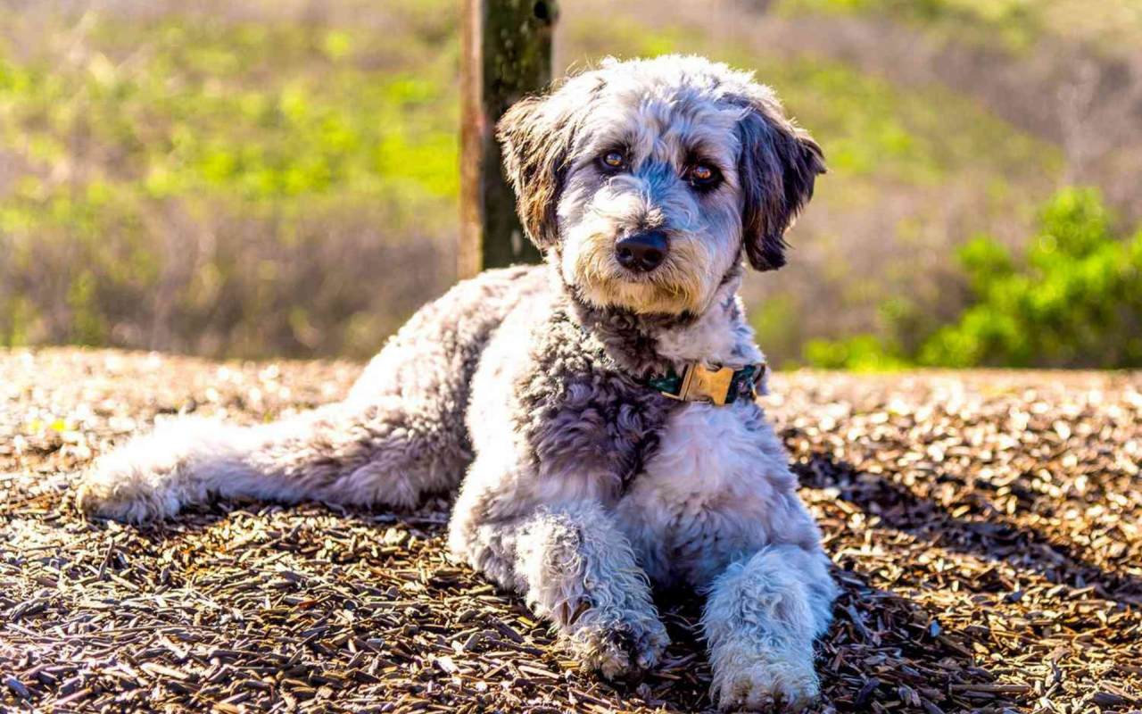 cane disteso in giardino