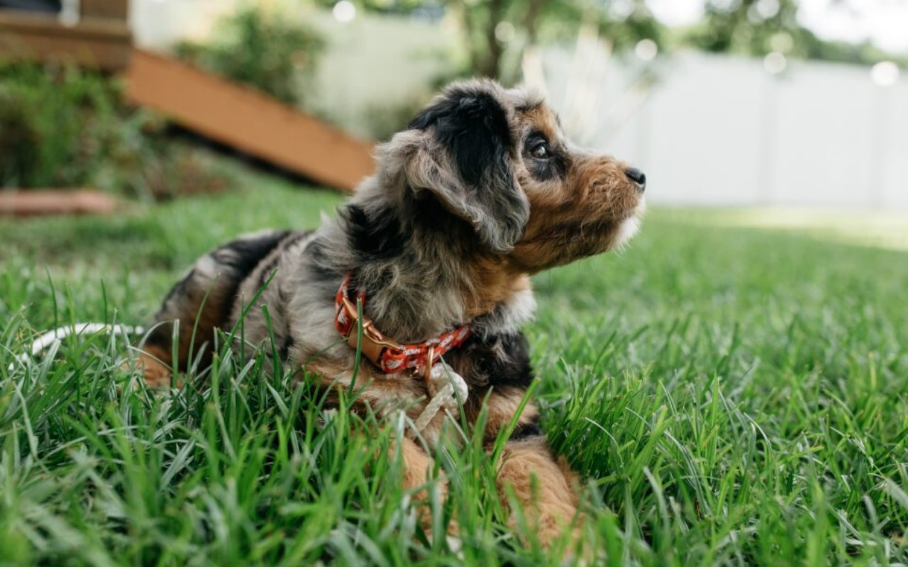 cucciolo di cane che si gode un momento di riposo sull'erba