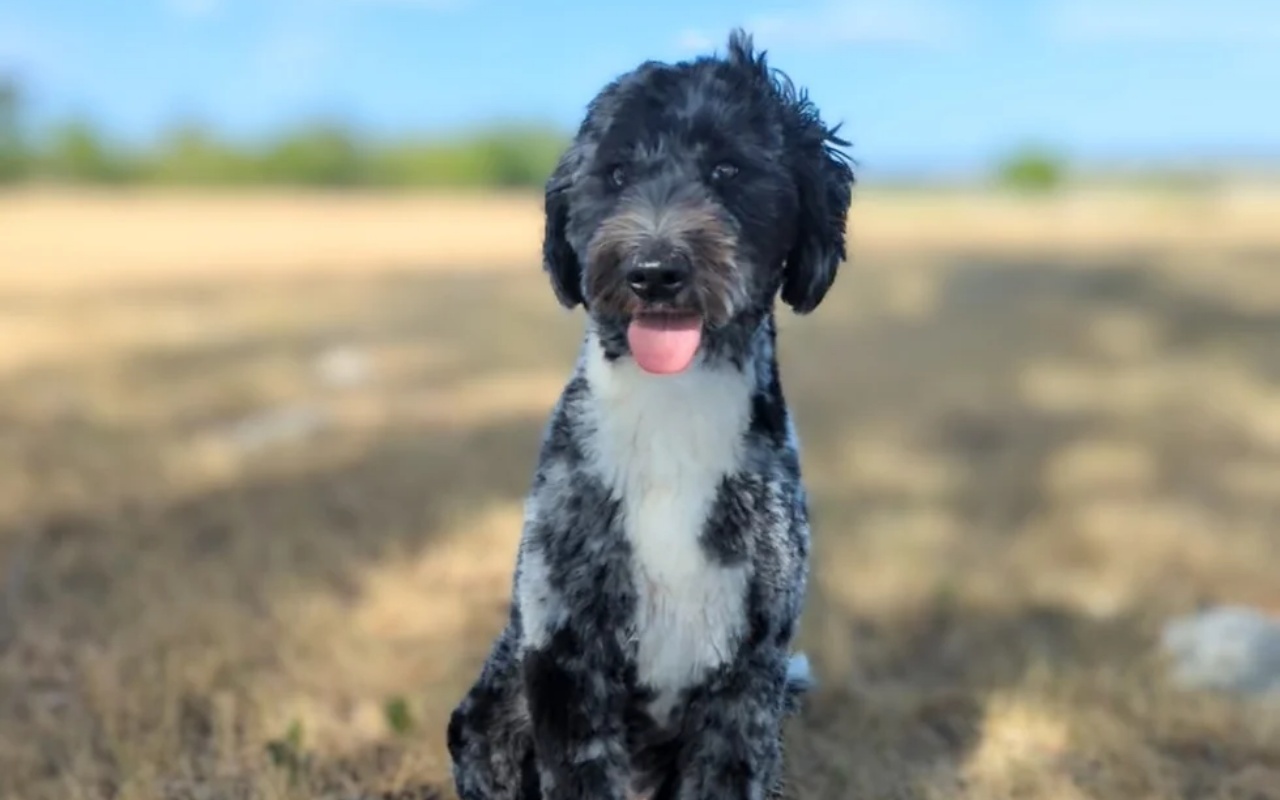 cane con il mantello merle