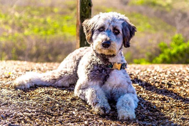 Aussiedoodle, ibrido tra Pastore Australiano e Barboncino: le curiosità su di lui