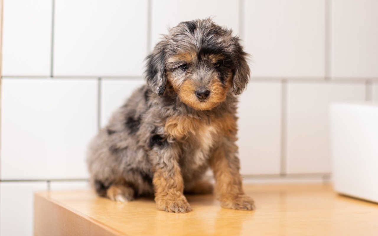 cucciolo di cane dal veterinario