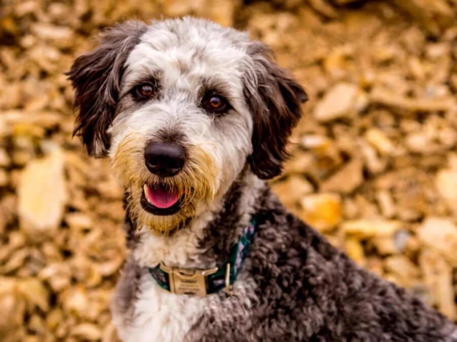 Aussiedoodle, pelo: come curarlo al meglio e toelettarlo