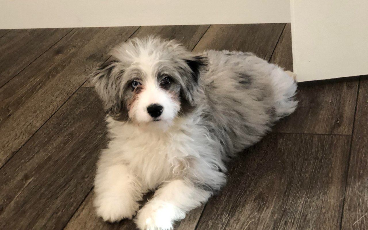 cucciolo di aussiedoodle