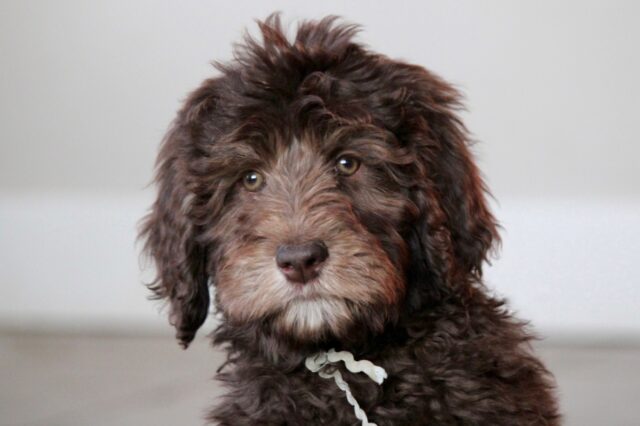 Aussiedoodle, salute e malattie comuni: come tutelare il suo benessere