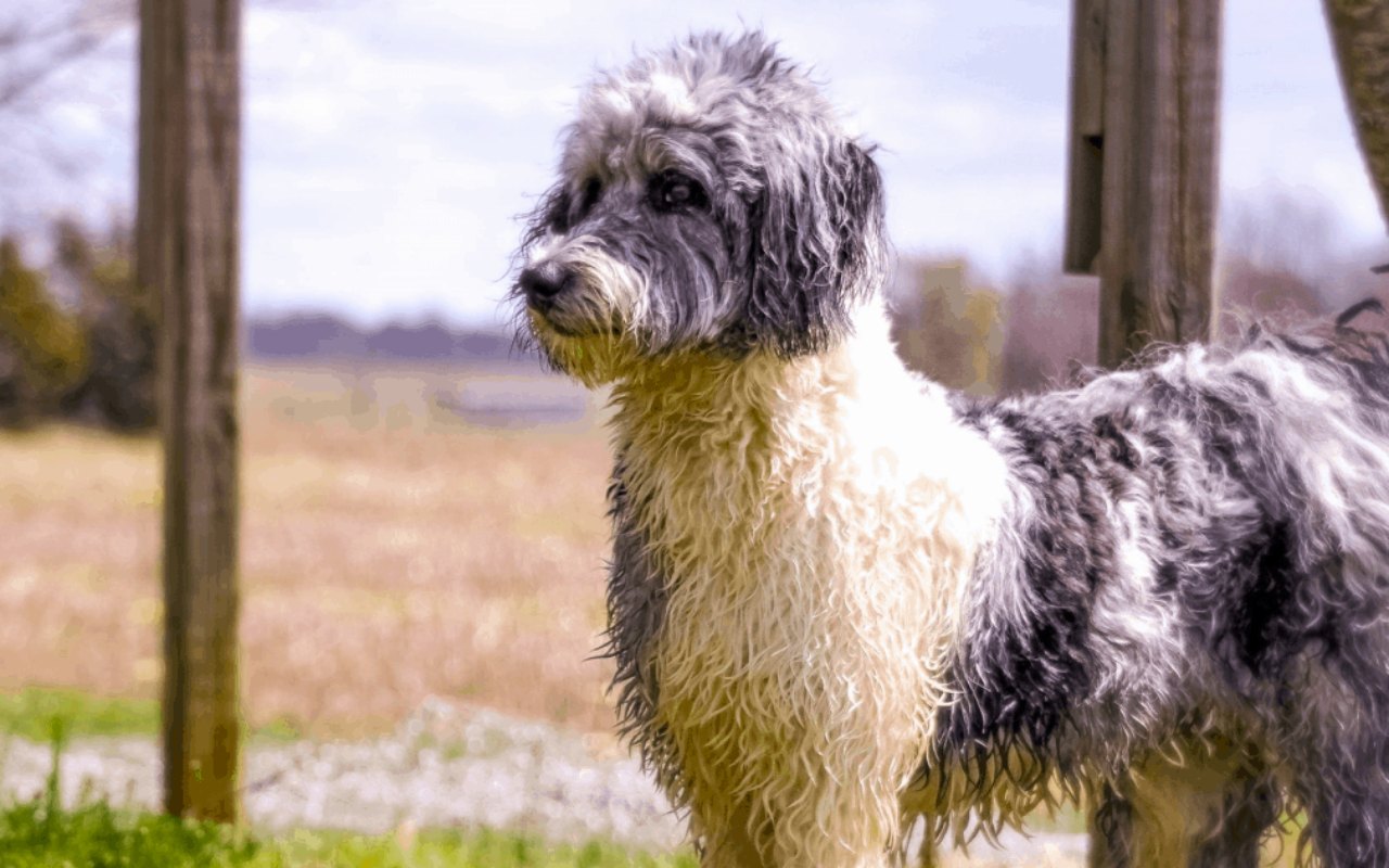 cane bianco e grigio