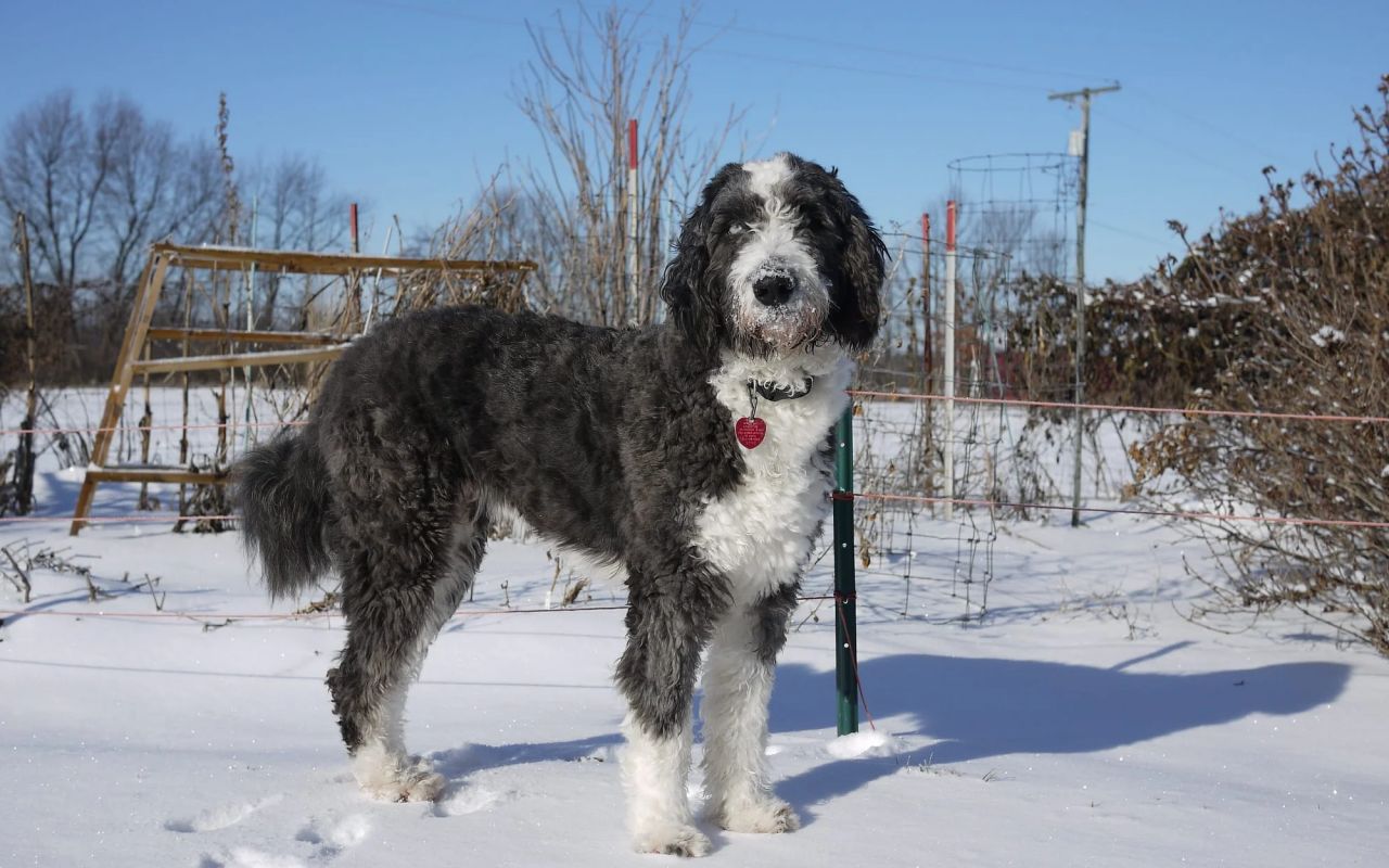 cane in piedi sulla neve