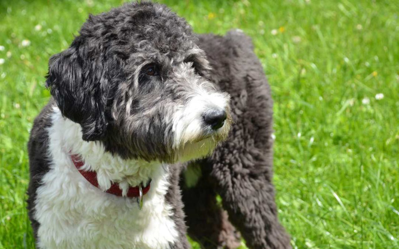 cane sul prato