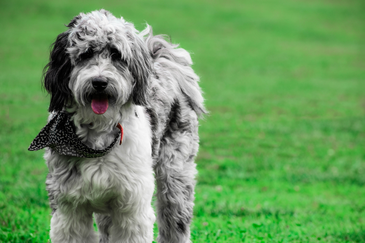 Aussiedoodle