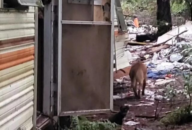 Bambini seguono il cane fino alla roulotte abbandonata e qui fanno una scoperta incredibile