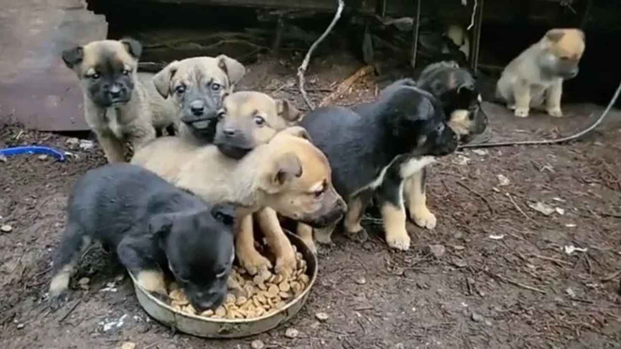 Cuccioli affamati