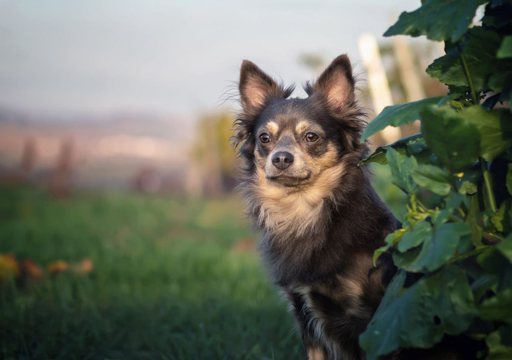 cane nel giardino