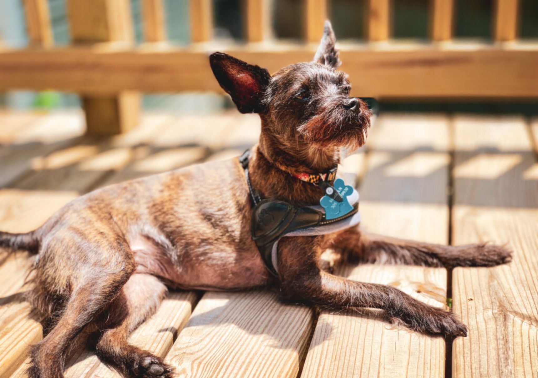 cane si gode il sole