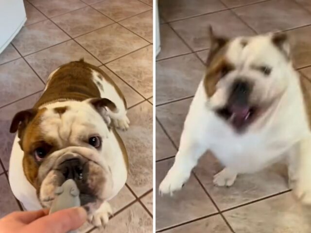 Il peggior nemico di questo Bulldog? Non potreste mani neanche immaginare chi (o cosa) sia davvero