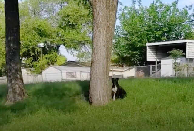 La donna scoppia in lacrime quando finalmente riesce a catturare un cane che inseguiva da mesi