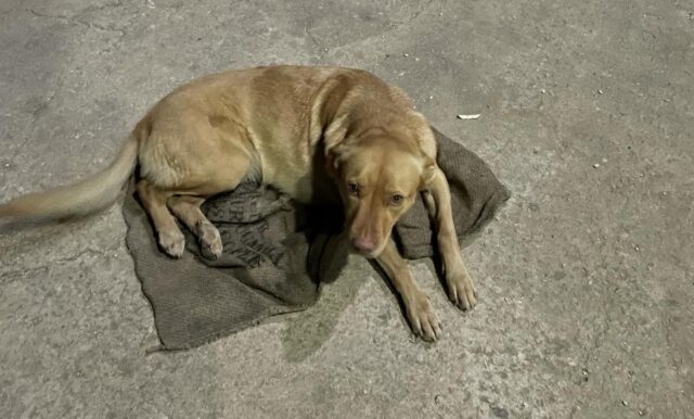 Cagnolina investita e trascinata sull’asfalto: Nina non ce l’ha fatta