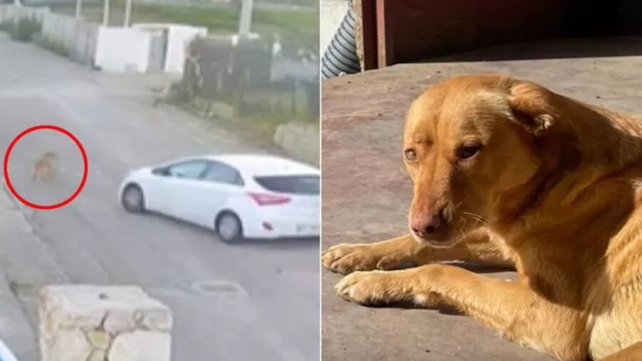 Cagnolina investita e trascinata sull'asfalto