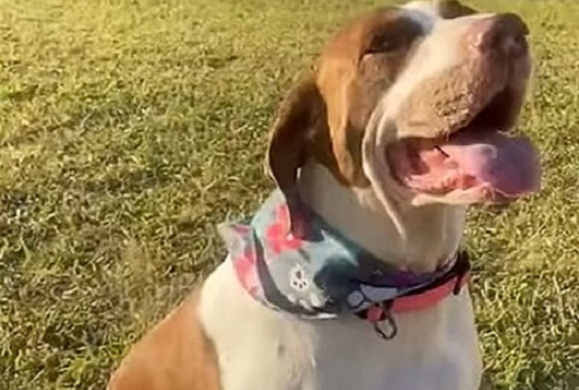 cagnolina salvata dalla strada