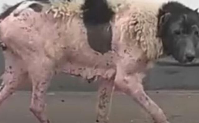 La cagnolina vagava per le strade piangendo e chiedendo aiuto, ma nessuno la ascoltava (VIDEO)