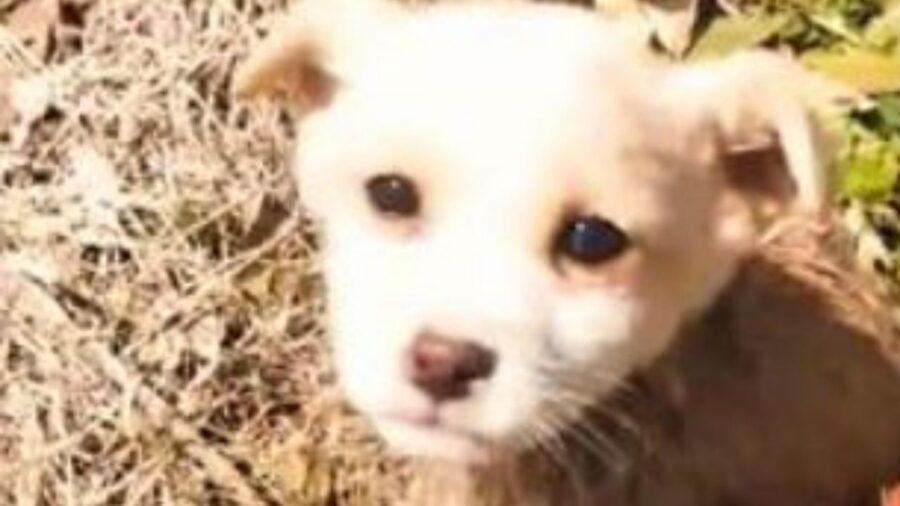 un cucciolo sporco di fango