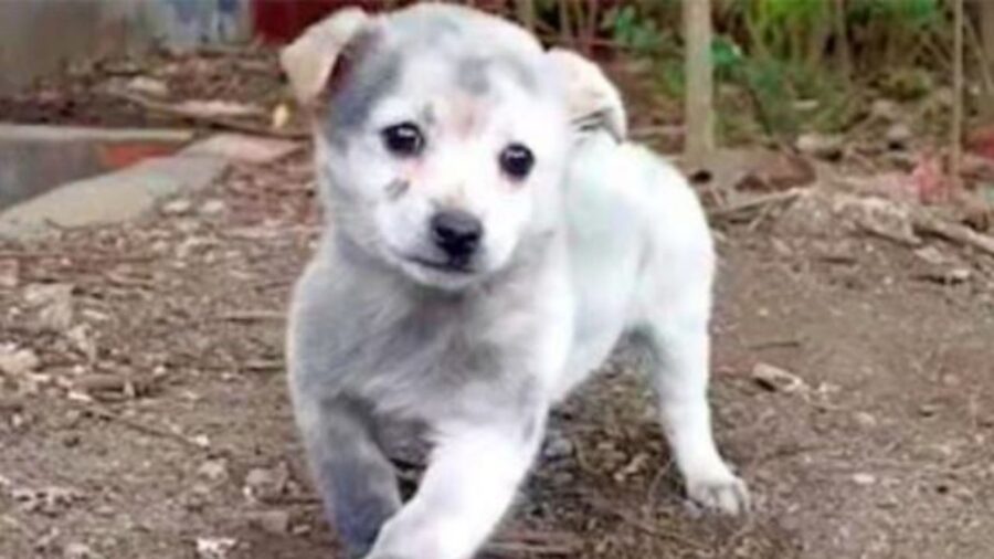 un cucciolo bianco abbandonato