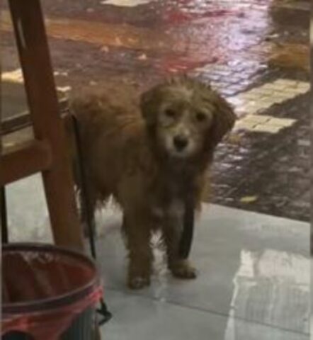 Il cane più triste del mondo ha continuato a camminare sotto la pioggia, finché non si è fermato davanti a un ristorante