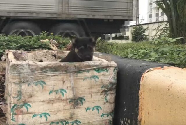 Il cucciolo gettato in un bidone della spazzatura cerca di uscire chiedendo disperatamente aiuto