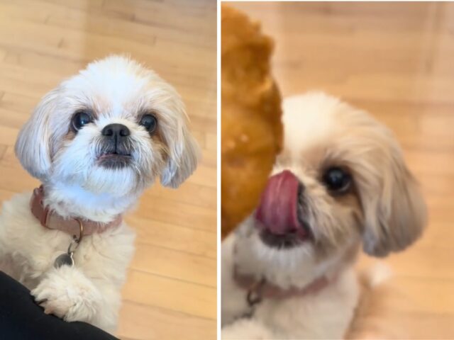 Lo Shih-Tzu impazzisce letteralmente quando assaggia per la prima volta il cibo che sta mangiando la sua mamma