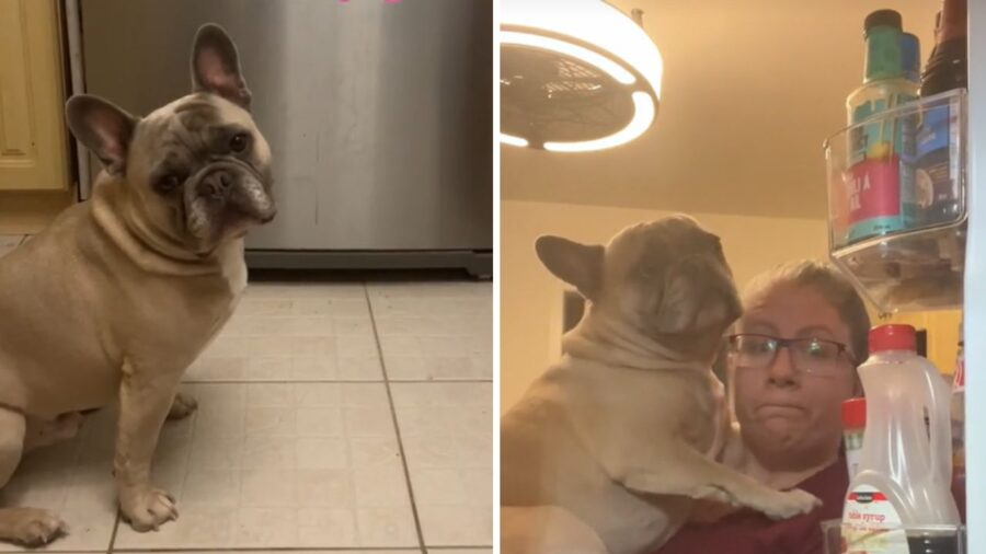 cagnolino con sguardo deluso