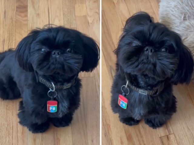 La sua mamma va al lavoro, lo Shih-Tzu non ci sta e inizia una sequela di lamentele tutta da vedere