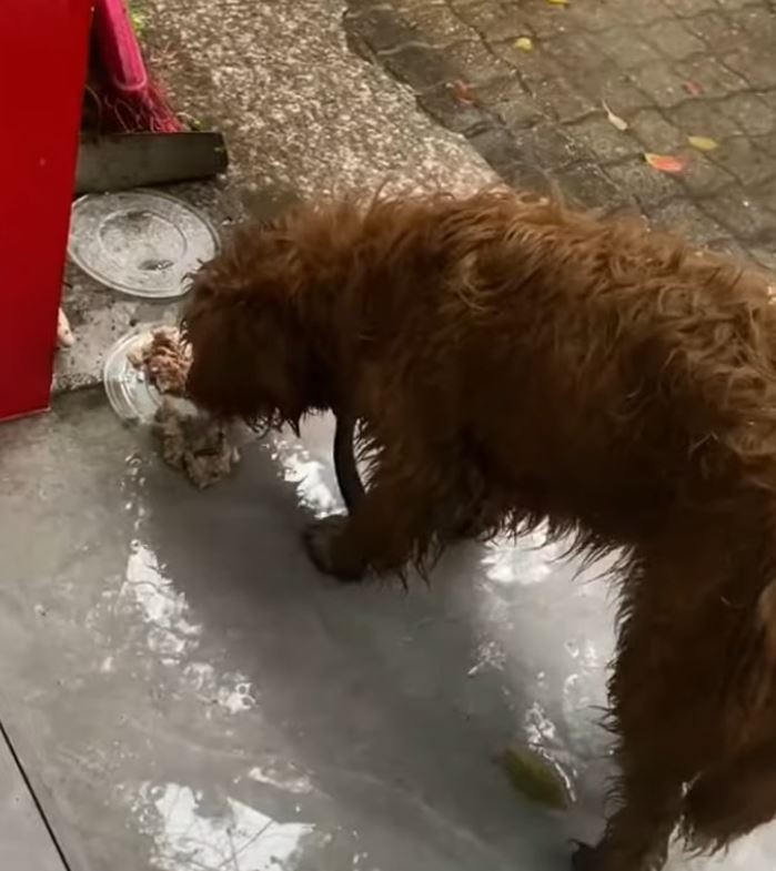 un cane randagio che mangia