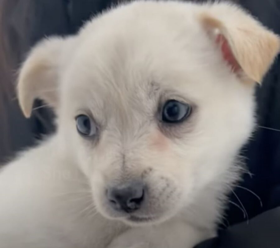 un cucciolo bianco