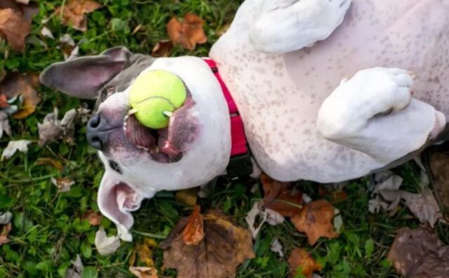 Non c’è modo di fargli cambiare idea: questo cane pensa che ogni ospite sia lì solo per accarezzare il suo pancino (VIDEO)