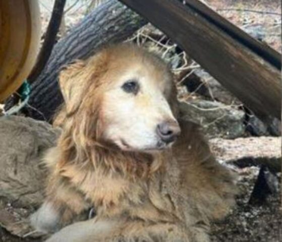 Trascurato e solo, questo cane ha trascorso 10 anni al guinzaglio vicino a una scogliera pericolosa