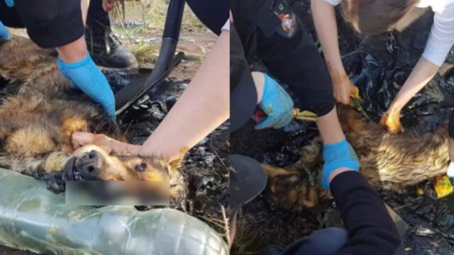 Il cane cercava il calore che gli serviva sull’asfalto, non pensava che il dolore lo avrebbe sopraffatto