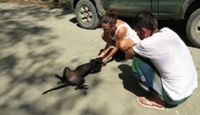 Il cane randagio è collassato sul ciglio della strada, ma due angeli non sono rimasti indifferenti