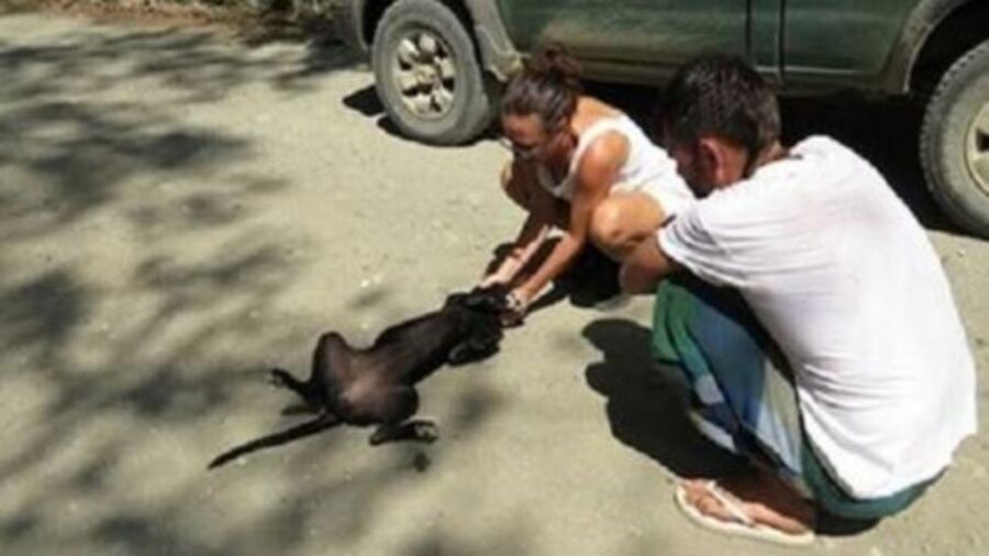 un cane randagio in strada