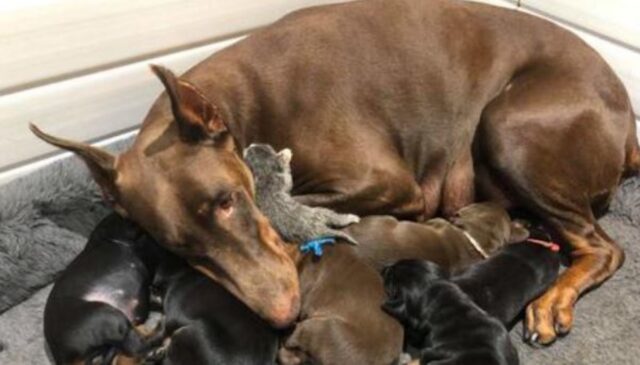 L’amore non ha razza: questa mamma Dobermann sa bene cosa fare con l’adorabile gattino