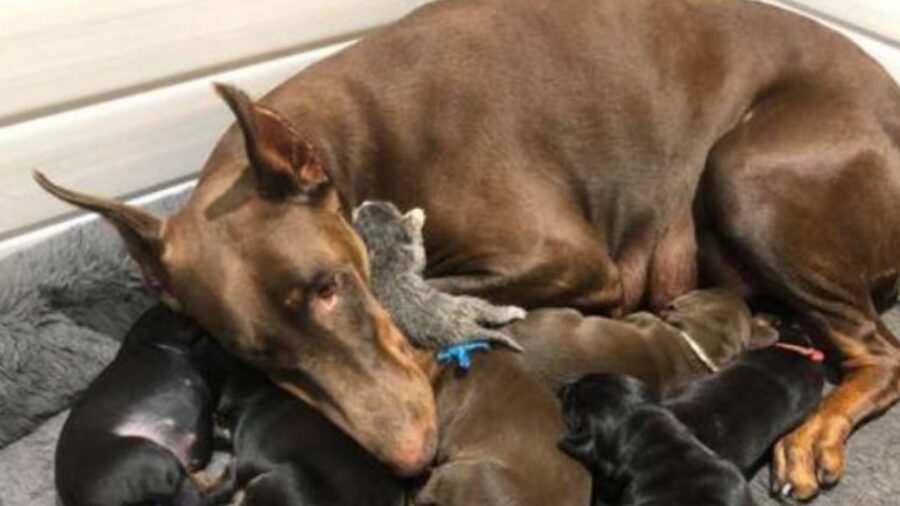 una mamma cane con un gattino