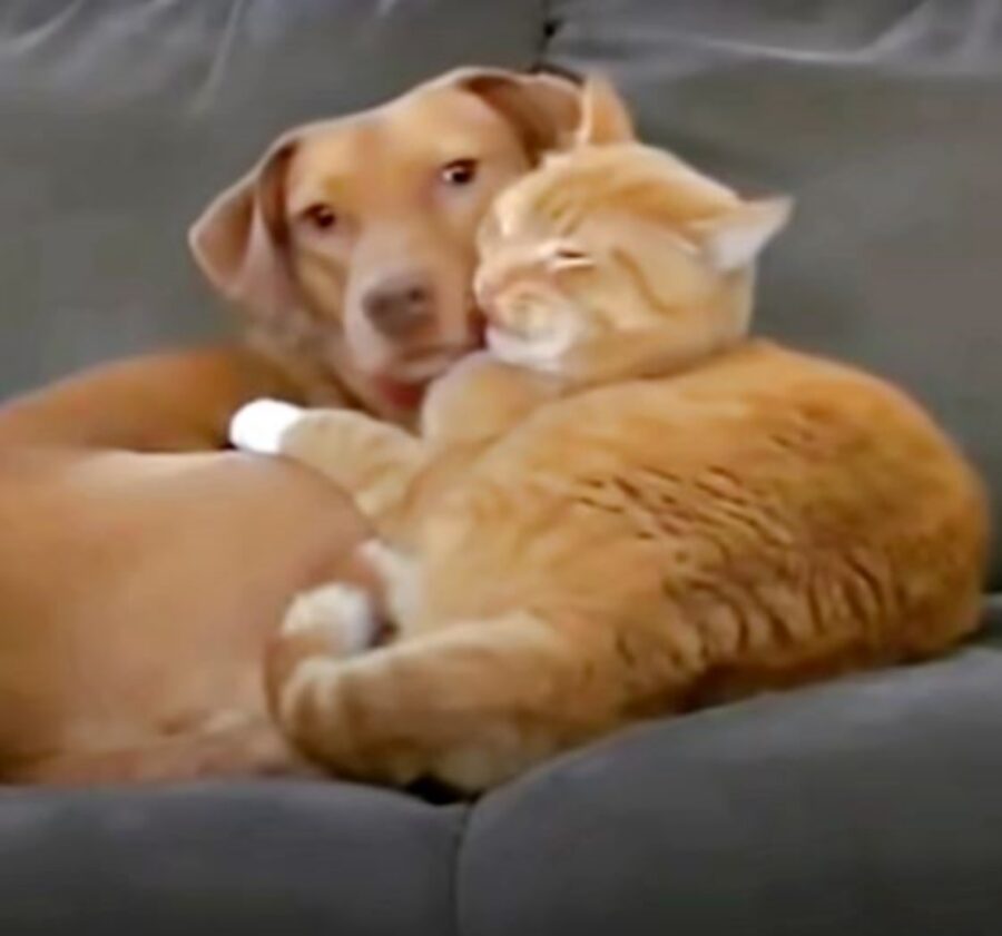 un gatto arancione con un cane di nome Joule