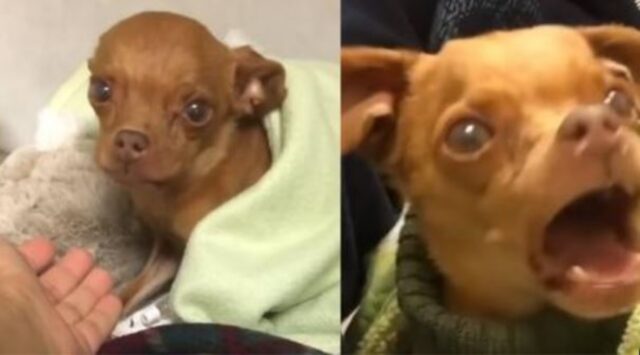 Avevano deciso di fargli l’eutanasia, ma poi un angelo ha salvato questo adorabile cagnolino